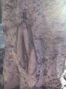 Vulva or “Cunt” tree in San Francisco.